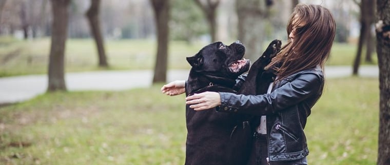 chien saute sur les gens
